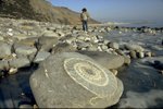 Ammonites and belemnites.