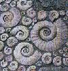 History of fossils